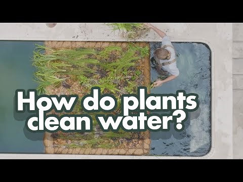 Natural Pools: How Do Plants Clean Water?