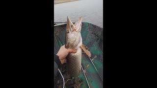 Рыбалка на ахтубе в ноябре