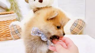 ポメラニアンの動画02