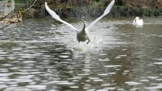 Kate Bush - Lord Of The Reedy River
