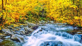 "September Autumn Morning" Beautiful Relaxing Music, Peaceful Soothing Music by Tim Janis