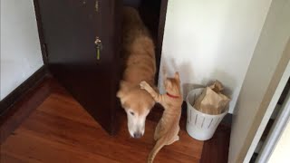 Cat can't wait to greet dog