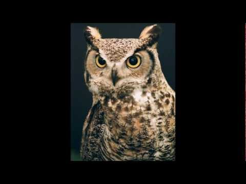J Dilla -- In The Night (Owl N Out) -- While you slept (I crept)