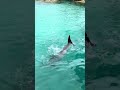 Dolphin Waves Goodbye Animalshorts
