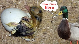 How i Was Born! (Duck Hatching Video)