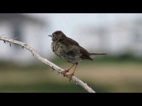 download lagu mp3 mp4 Juvenile Meadow Pipit, download lagu Juvenile Meadow Pipit gratis, unduh video klip Juvenile Meadow Pipit