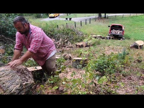 Roadside Logging: A Dangerous Oak, part 3 #firewood