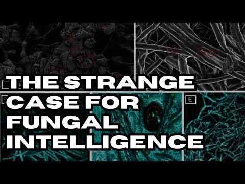 Scientists Are Turning Fungus Into Computers With Agency