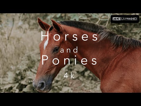 Horses and Ponies 4k (Ultra HD)⎜Relaxing Music⎜Earth from Above⎜Brown, Icelandic Horse, Pony 4k