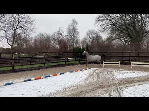 Canoki Solis Z: CATOKI x UP TO DATE