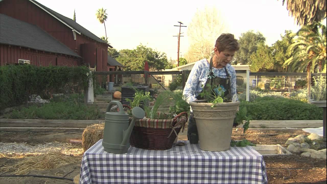 Gardening With Lucy - Dealing With Kitchen Herbs