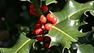 God Rest Ye Merry Gentlemen