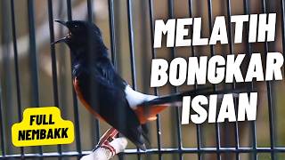 Download lagu MURAI BATU GACOR FULL ISIAN TEMBAKAN MEWAH SANGAT AMPUH MELATIH MURAI BATU EMOSI AGAR BONGKAR ISIAN mp3