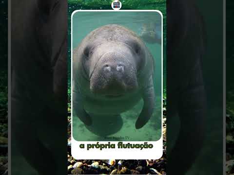 O PEIXE-BOI é um ELEFANTE AQUÁTICO? 😳🐘🌊