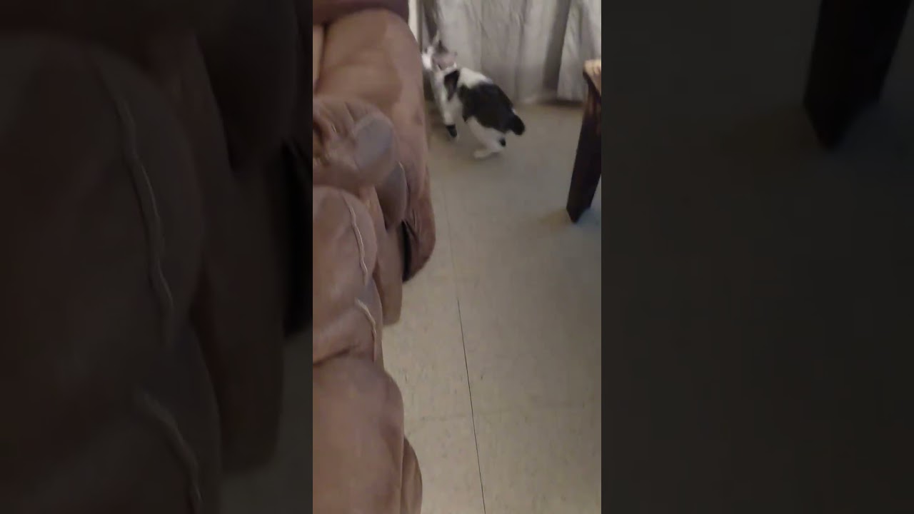 Enlarge Darla, an adopted Manx in Norfolk, VA video 5/6