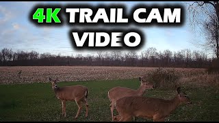 4K Trail Camera Video FOR UNDER $100 - Ceyomur CY95