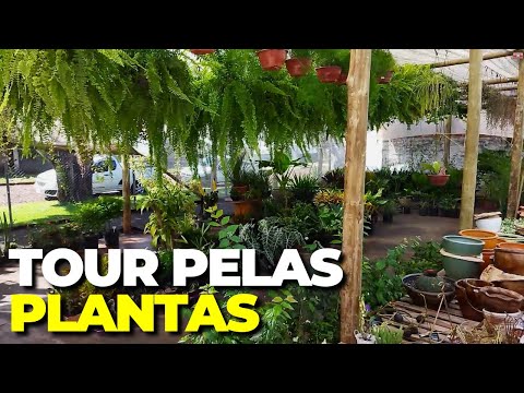 Tour pela Floricultura (Plantas, Flores, Suculentas, Cactus) - Tour de Plantas