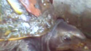 preview picture of video 'tortuga semi acuatica'