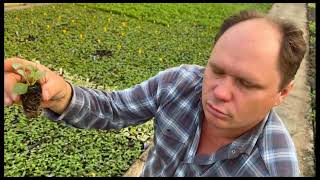 Реалити-шоу «Будни начинающего питомниковода» – Дела в питомнике в августе. Часть 27(2).