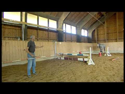 rossnarrisch! Ein Pferdesommer in Schwaiganger (Teil 1)