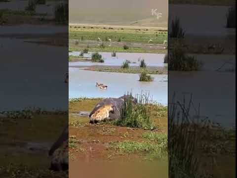 Hyena Makes a Deadly Mistake with a Hippo