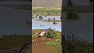 Hyena Makes a Deadly Mistake with a Hippo