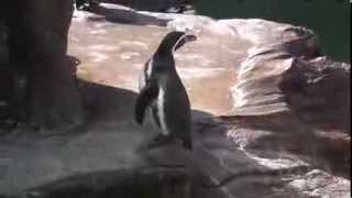 preview picture of video 'ペンギン　（東山動物園 2013年秋 その6）'