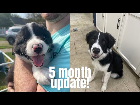 5 Month Old Border Collie Update! | PUPPY TRAINING TIPS