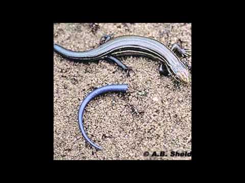 Kiviabi - Sisalikusaba