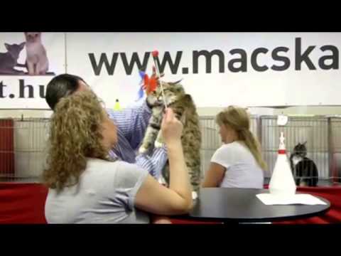 Hedda des Chênes d'Or in the BIS ring