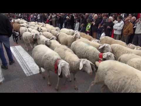 FIERA DI S. LUCA DEMONTE (CN)  SFILATA DEL GREGGE. 13 - 10 - 2013.