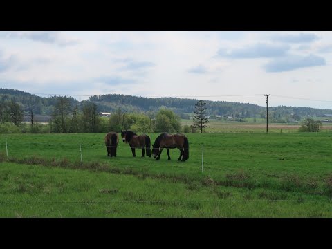 Älvängen - Skepplanda 2021