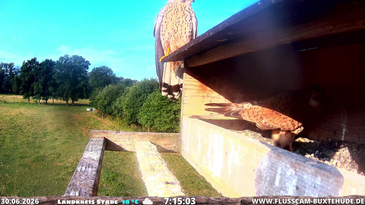 Live webcam view of Marina & Paul Kestrel Nest Box