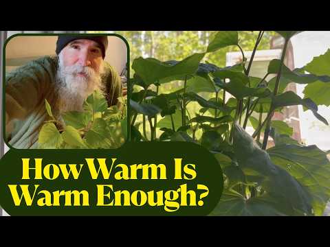 Sweet Potatoes in a Cold Climate | Finally Cracking the Code of Growing Slips