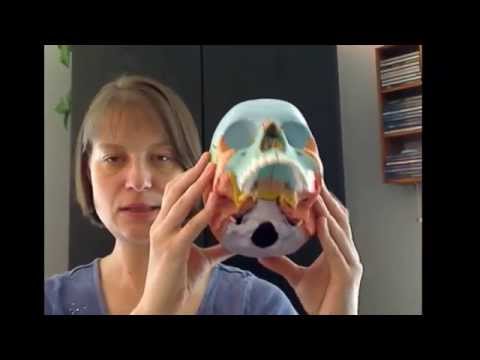 Tour of the Cranium: Part 6 Maxillae