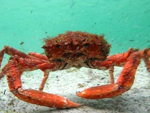 Giant Crab, Irland allgemein,Irland