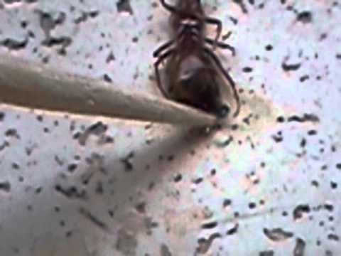 La liberazione della formica 3