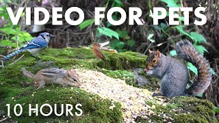 Sunday Morning Brunch for Birds, Squirrels and Chipmunks - 10 Hour Cat TV for Pets 🐱 - Oct 26, 2025