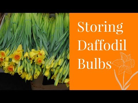How To Save Daffodils After Thinning | Episode 52