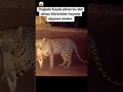 “Vahşi Doğada Merhamet Var mı? Maymunun Tavşanı Kurtarışı! 🐇  #vahşidoğa #DoğaMucizesi #ViralAnlar