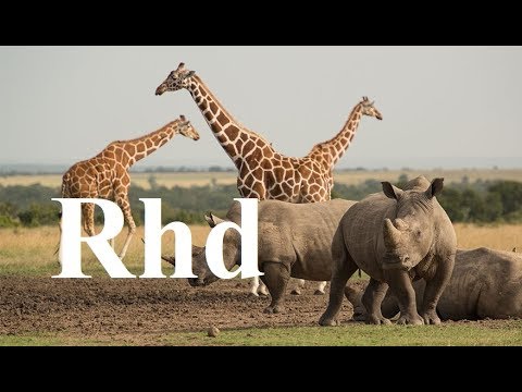 Zebra, Rhino, Giraffe, Crocs,  Waterberg, (part 2) Nature 2018 HD Documentary.