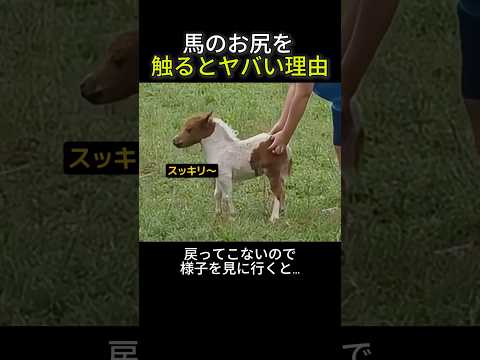 馬のお尻を触っちゃいけない理由