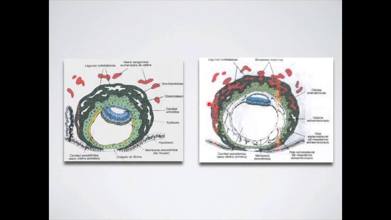 2a y 3a Semana de Gestacion