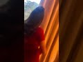 Shalu Shamu Latest Video Shorts