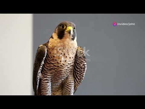 Fierce Predators  Master Hunters of the Wild