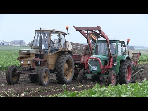 Sugar-Beet Harvest 2015 | MF 35 - Volvo BM350 Boxer - Deutz D40 - Bukh 452 & More