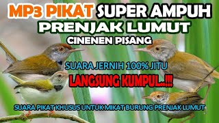 Download lagu SUARA PIKAT BURUNG KECIL PALING AMPUH PRENJAK LUMUT GACOR RIBUT 100% JITU mp3 Download lagu SUARA PIKAT BURUNG KECIL PALING AMPUH PRENJAK LUMUT GACOR RIBUT 100% JITU mp3