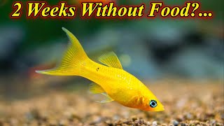 How Many Days Molly Fish Can Survive Without Eating?... Problems Over Feeding / Fish Aquarium Tamil