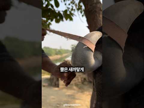 물소에게 면도를 해주는 이유 🐃