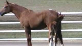 Play Behavior in Horses